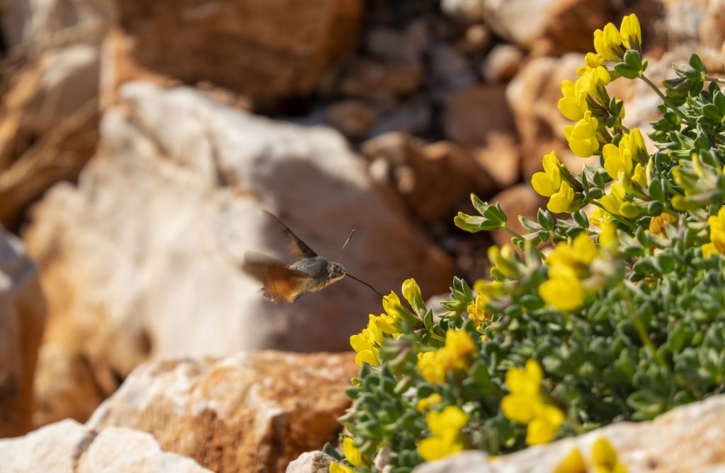 Kolibrievlinder Ksamil Albanie